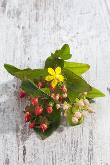 Johanniskraut (Hypericum perforatum) mit Blüte und Frucht - CSF019882