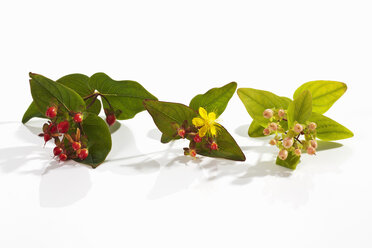 St.John's Wort (Hypericum perforatum) with blossom and fruit - CSF019883