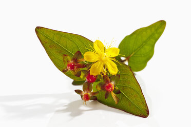 Johanniskraut (Hypericum perforatum) mit Blüte und Frucht - CSF019886