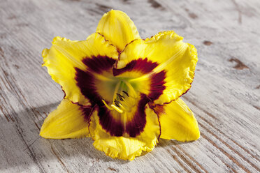 Yellow and red Daylily (Hemerocallis) - CSF019906