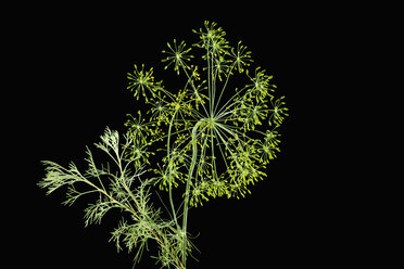 Dill blossoms (Anethum graveolens) - CSF019925