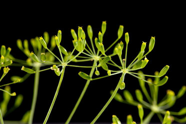 Dill blossoms (Anethum graveolens) - CSF019928