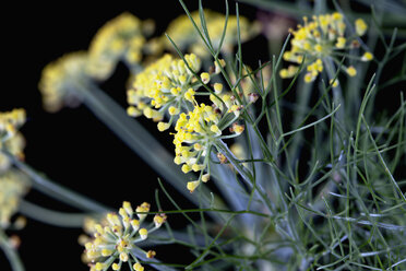 Fennel blossoms (Foeniculum vulgare) - CSF019937