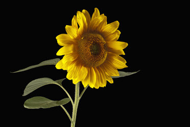 Gelbe Sonnenblume (Helianthus) - CSF019938