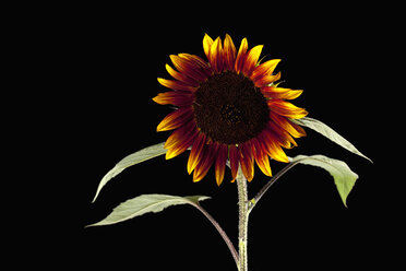 Zweifarbige Sonnenblume (Helianthus) - CSF019939
