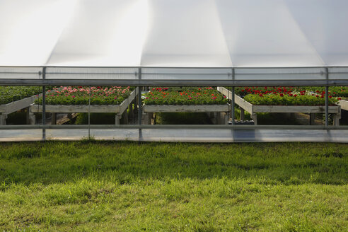 Greenhouse with geranium (Pelargonium odoratissimum) - AX000472