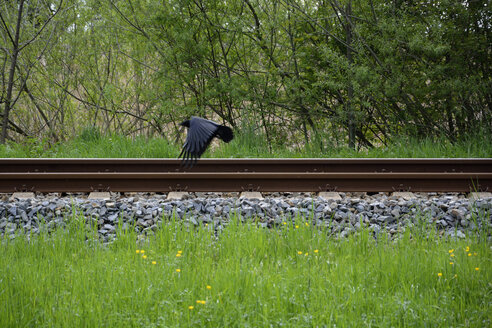 Kuh und Eisenbahnstrecke - AXF000473