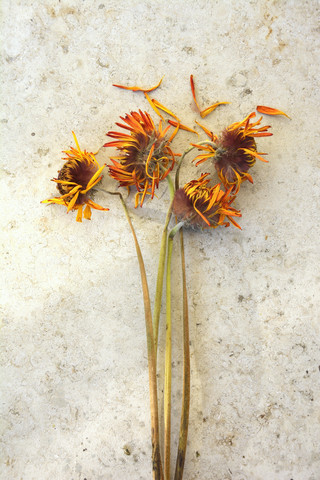 Verwelkte Blumen mit orangefarbenen Blütenblättern, Studioaufnahme, lizenzfreies Stockfoto