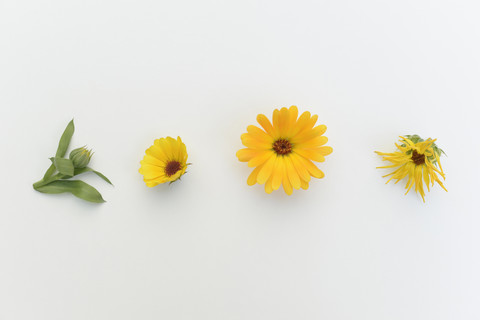 Ringelblume (Calendula officinalis), Heilpflanze, Studioaufnahme, lizenzfreies Stockfoto