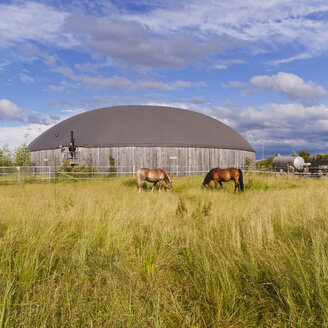 Deutschland, Baden-Württemberg, Fellbach, Pferde vor einer Biogasanlage, Maissilage - WD001950