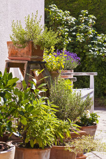 Germany, Stuttgart, Potted herbs in garden - WDF001934