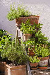 Germany, Stuttgart, Potted herbs in garden - WDF001933