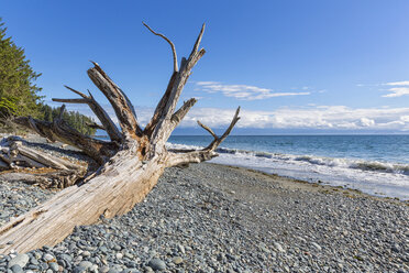 Canada, British Columbia, Vancouver Island, French Beach Provincial Park - FOF005247