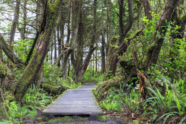 Canada, British Columbia, Vancouver Island, Botanical Beach Park - FOF005256