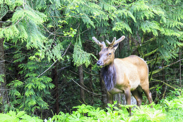 Canada, British Columbia, Vancouver Island, Wapiti (Cervus canadensis) in Botanical Beach Park - FOF005259