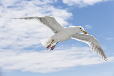 Kanada, British Columbia, Vancouver Island, Eismöwe (Larus glaucescens) - FO005262