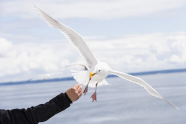 Canada, British Columbia, Vancouver Island, Glaucous-winged Gull (Larus glaucescens) being fed - FO005263