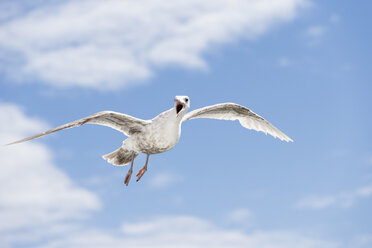 Canada, British Columbia, Vancouver Island, Glaucous-winged Gull (Larus glaucescens) - FOF005264