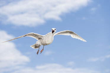 Kanada, British Columbia, Vancouver Island, Eismöwe (Larus glaucescens) - FOF005264