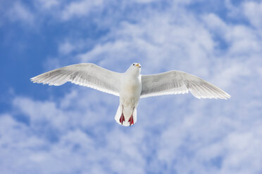 Kanada, British Columbia, Vancouver Island, Eismöwe (Larus glaucescens) - FOF005265