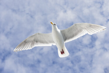 Kanada, British Columbia, Vancouver Island, Eismöwe (Larus glaucescens) - FO005266