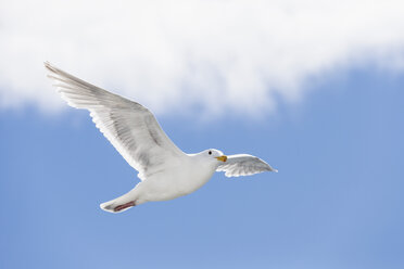 Kanada, British Columbia, Vancouver Island, Eismöwe (Larus glaucescens) - FOF005267