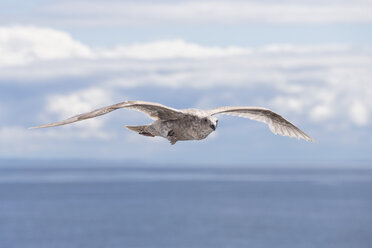 Canada, British Columbia, Vancouver Island, Young Glaucous-winged Gull (Larus glaucescens) - FOF005269