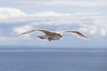 Kanada, Britisch-Kolumbien, Vancouver Island, Junge Eismöwe (Larus glaucescens) - FOF005269