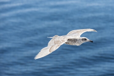 Canada, British Columbia, Vancouver Island, Glaucous-winged Gull (Larus glaucescens) - FOF005270
