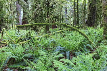 Canada, British Columbia, Vancouver Island, MacMillan Provincial Park, Cathedral Grove with Douglas firs (Pseudotsuga menziesii) - FOF005282