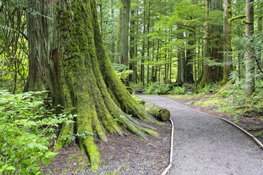 Canada, British Columbia, Vancouver Island, MacMillan Provincial Park, Cathedral Grove with Douglas firs (Pseudotsuga menziesii) - FOF005283