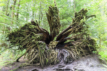 Kanada, Britisch-Kolumbien, Vancouver Island, MacMillan Provincial Park, Cathedral Grove mit umgestürzter Douglasie (Pseudotsuga menziesii) - FOF005284