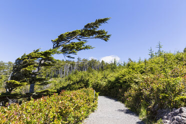 Kanada, Britisch-Kolumbien, Vancouver Island, Pacific Rim National Park Reserve of Canada, Pfad am Wild Pacific Trail - FOF005294