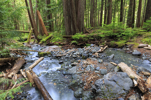 Kanada, Vancouver Island, Lupin Falls - FO005324