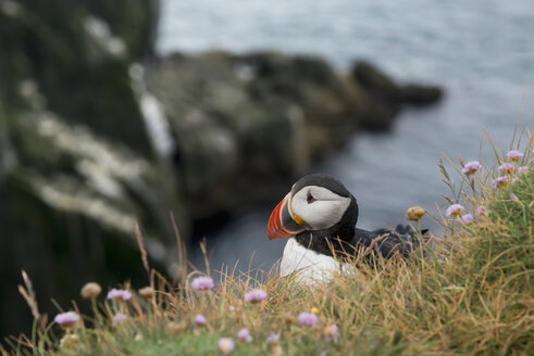 Insel, Latrabjarg, Papageientaucher (Fratercula arctica) - HL000233