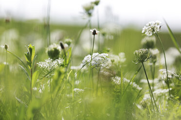 Germany, Lower Saxony, East Frisia, Langeoog, blossoms of a meadow - JATF000281