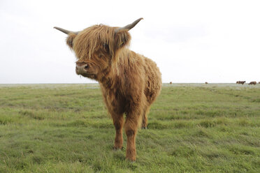 Germany, Lower Saxony, East Frisia, Langeoog, highland cattle - JATF000306