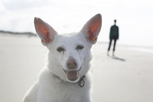 Deutschland, Niedersachsen, Ostfriesland, Langeoog, Porträt eines Hundes am Strand, im Hintergrund steht eine Frau - JATF000349