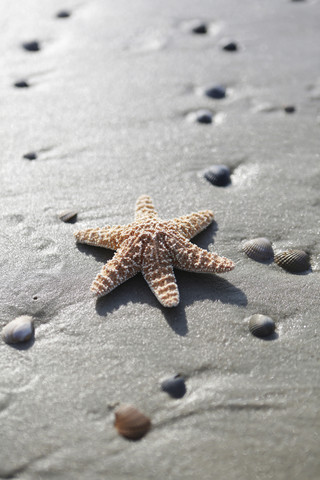 Deutschland, Niedersachsen, Ostfriesland, Langeoog, Meeresfische und Muscheln am Strand, lizenzfreies Stockfoto