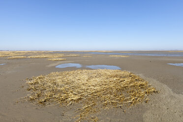 Deutschland, Niedersachsen, Ostfriesland, Borkum, Nationalpark Niedersächsisches Wattenmeer - WIF000059