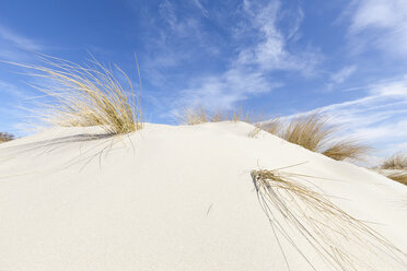 Deutschland, Niedersachsen, Ostfriesland, Borkum, Dünen- und Strandhafer - WIF000056