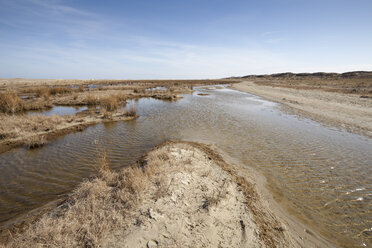 Deutschland, Niedersachsen, Ostfriesland, Borkum, Nationalpark Niedersächsisches Wattenmeer, Salzwiese - WIF000062