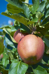 Italien, Südtirol, Naturns, Apfel am Baum, Nahaufnahme - MHF000212