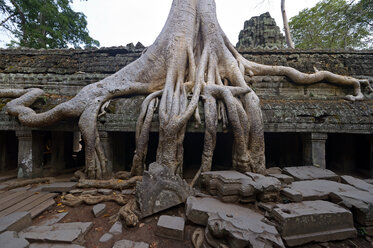 Kambodscha, Siem Reap, Ta Prohm, Tetrameles nudiflora wächst auf Tempelruinen - FLK000077