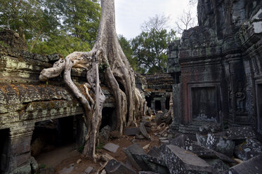 Kambodscha, Siem Reap, Ta Prohm, Tetrameles nudiflora wächst auf Tempelruinen - FLK000078