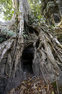 Kambodscha, Siem Reap, Ta Prohm, Würgefeige wächst über Tempelruinen - FLK000075