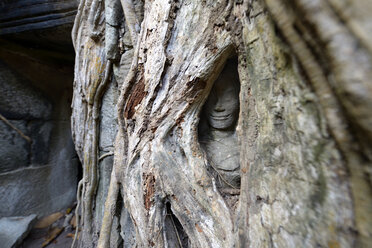 Kambodscha, Siem Reap, Ta Prohm, Würgefeige wächst über Tempelruinen - FLK000076