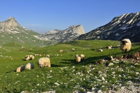 Montenegro, Durmitor-Nationalpark, Alpweide mit Schafen - ES000544