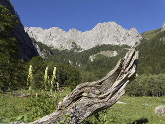 Österreich, Kärnten, Karnische Alpen, Berg Wolayerkopf und Aconitum lycoctonum - SIEF004434
