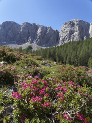 Österreich, Kärnten, Karnische Alpen, Biegengebirge und Alpenrose (Rhododendron hirsutum) - SIEF004435